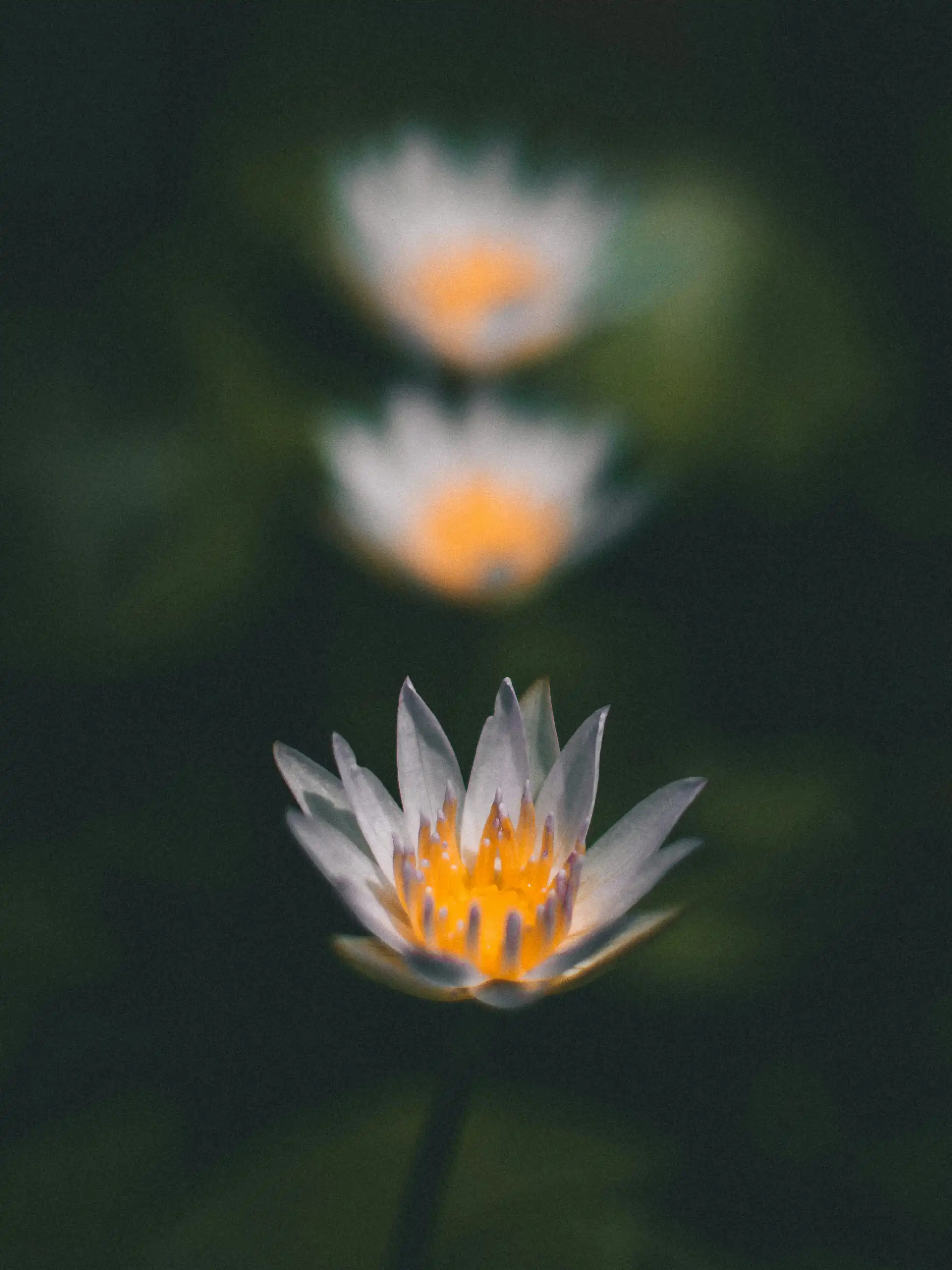White water lilies blooming against a dark background