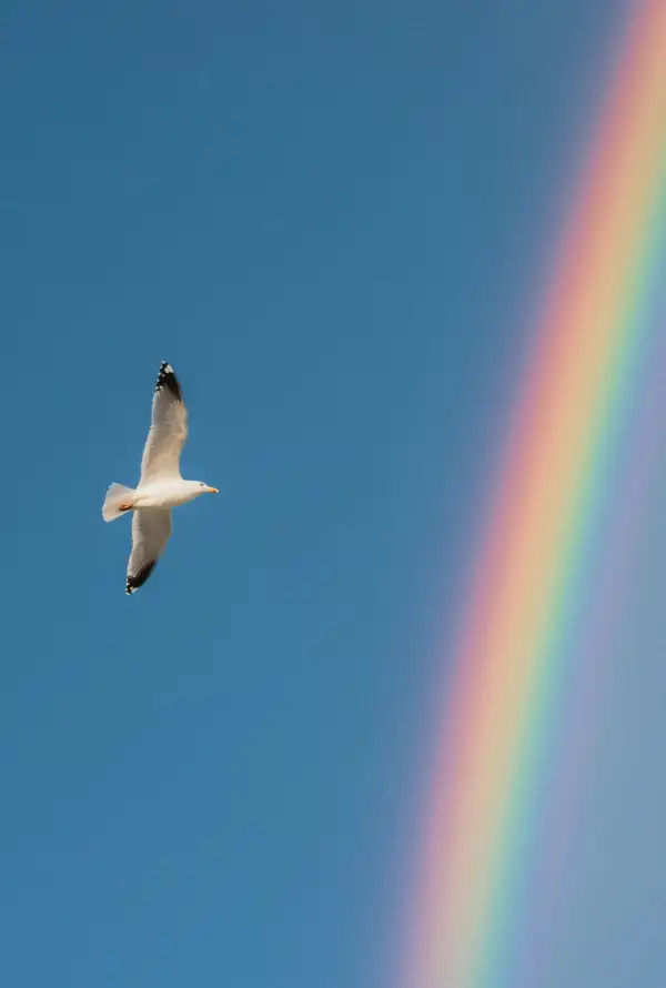 A bird in flight beside a rainbow in a blue sky