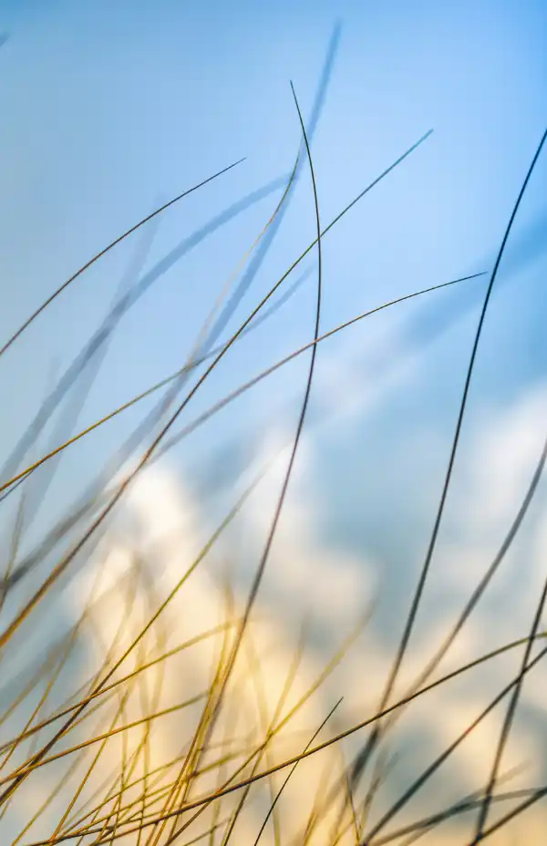 Tall grasses backlit by a soft blue sky at dusk