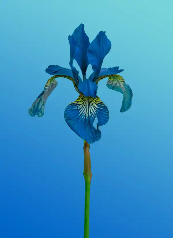A blue iris flower against a turquoise background